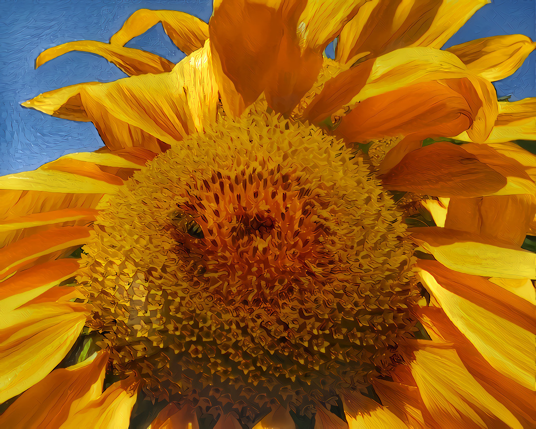 Sunflower.  Source photo, my own.