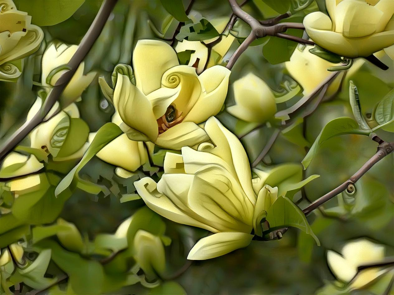Yellow Magnolias