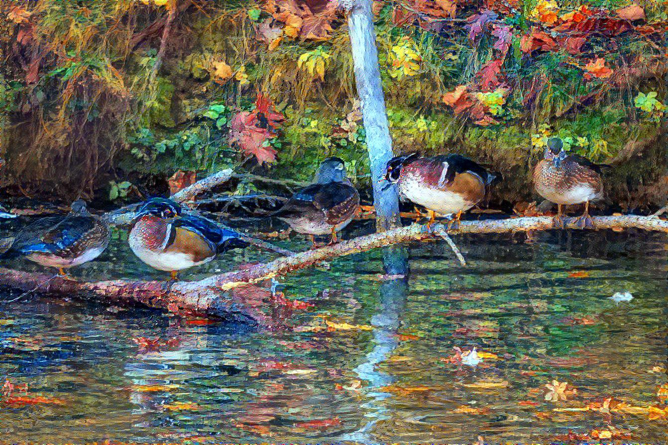 Wood Ducks in Fall