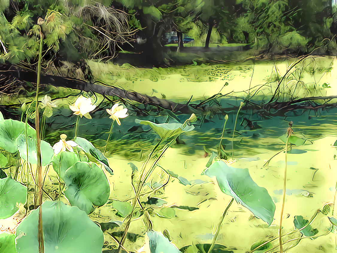 Lily (and Algae) Pond.  Source is my own photo.