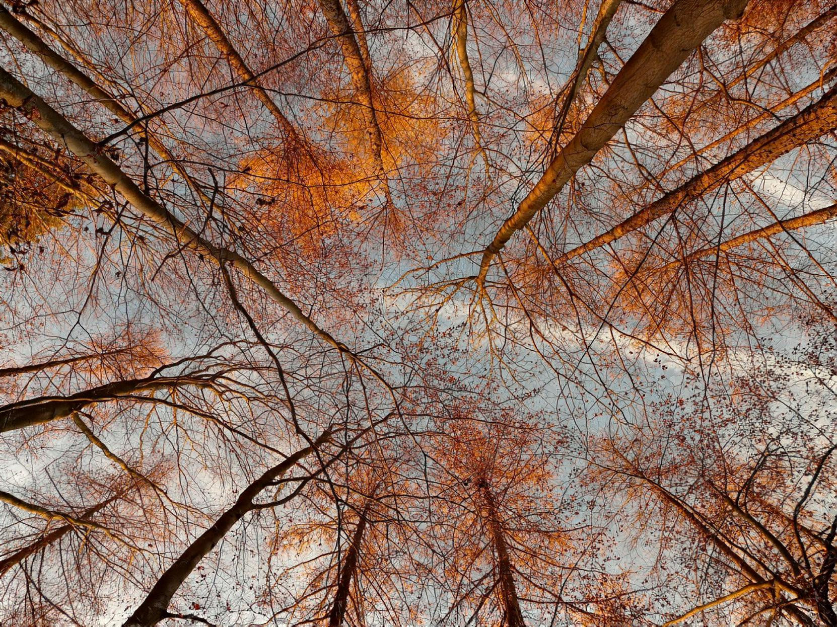 Autumn Forest 360 Degrees