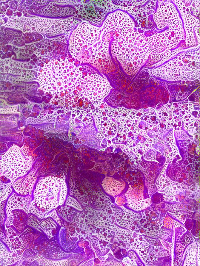 Violet Fungus 