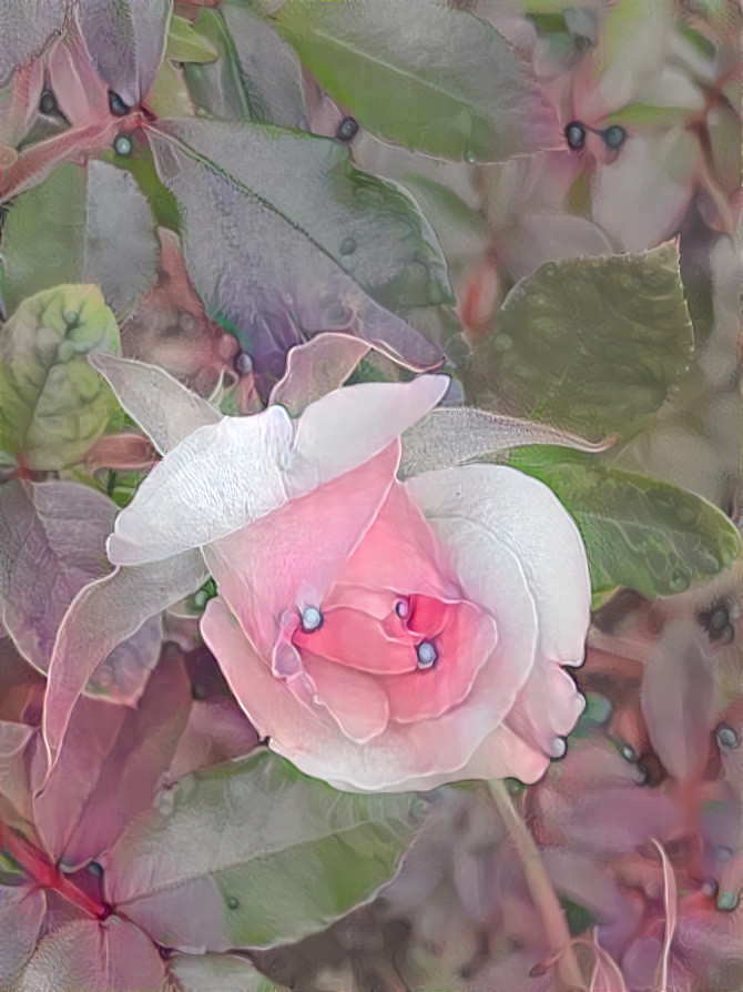 Pink Rose 02.2021 | M x1.5 50% 100%