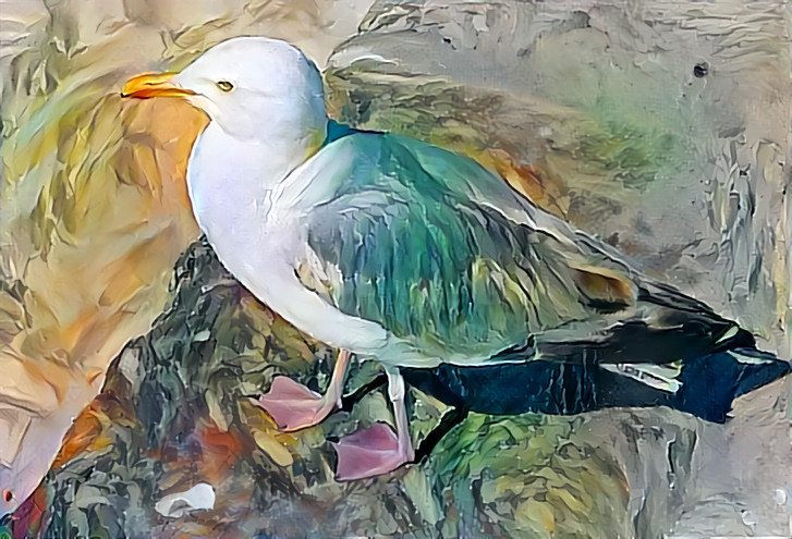 Seagull at St Yves, Cornwall, UK