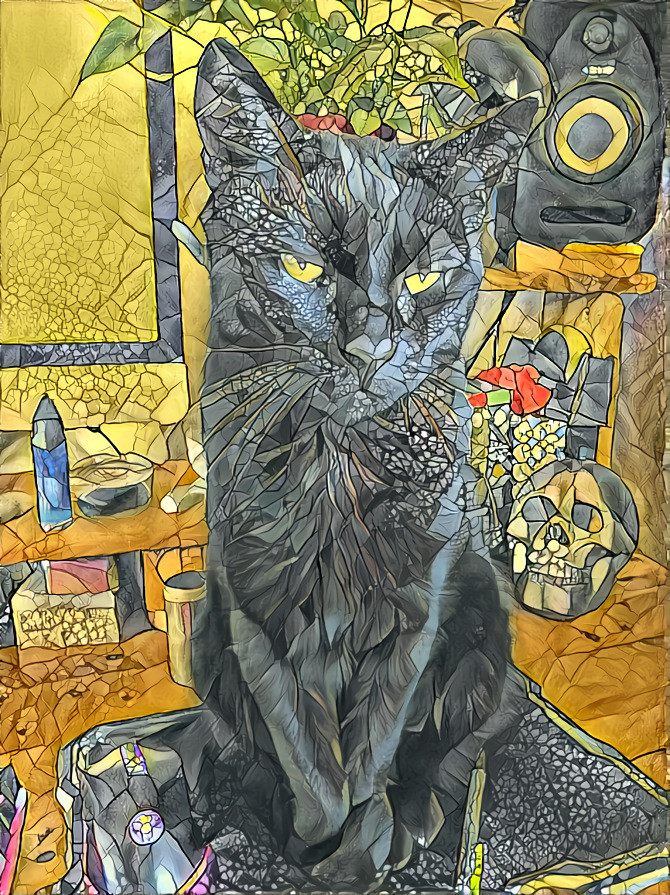 Salem the cat 