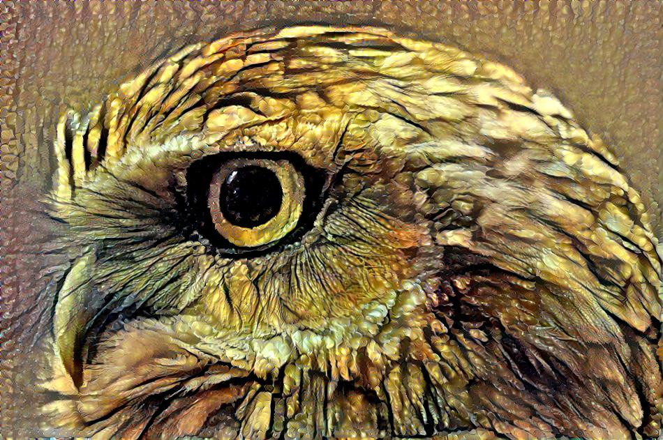 ~ Avian, Owl ~