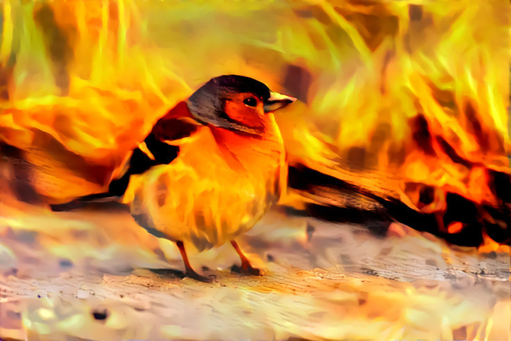 Fire bird