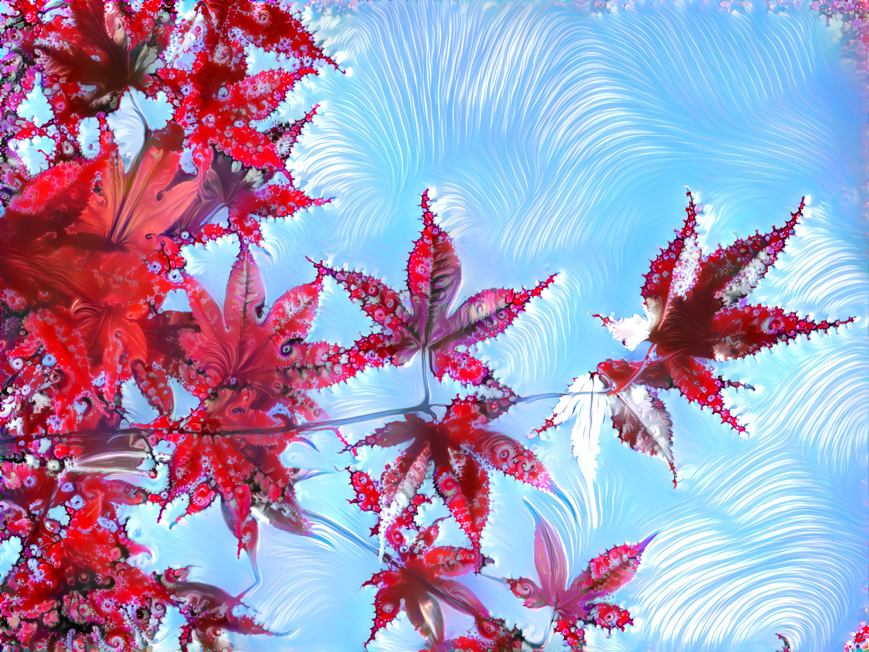 lacy fractalized maple