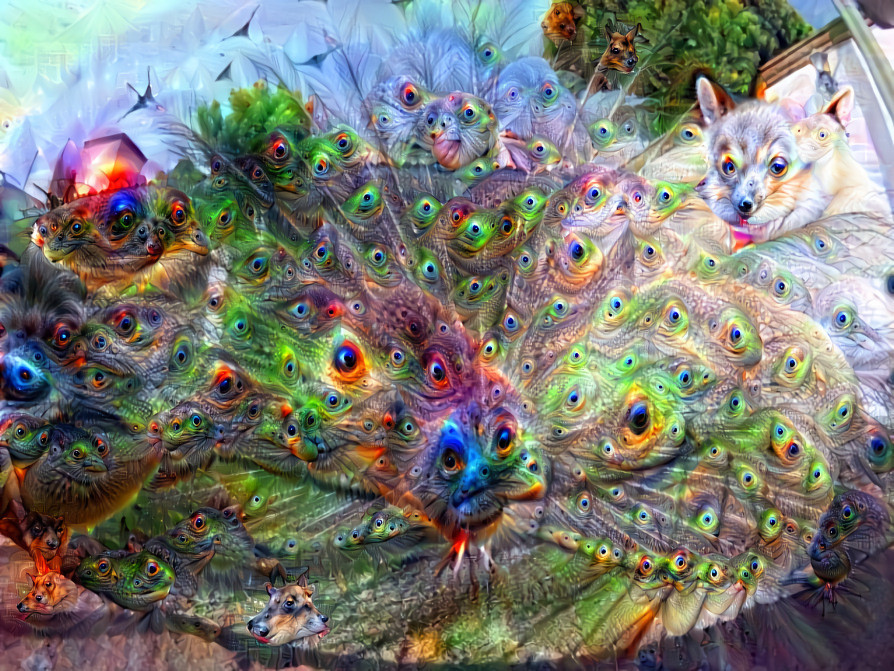 What Peacock Dreams May Become 