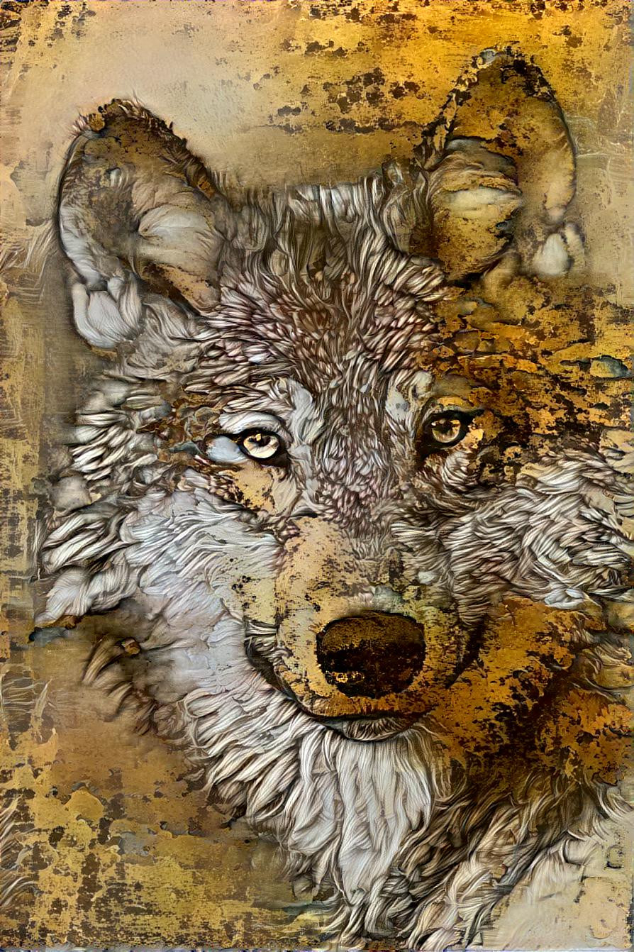 Wolf stare