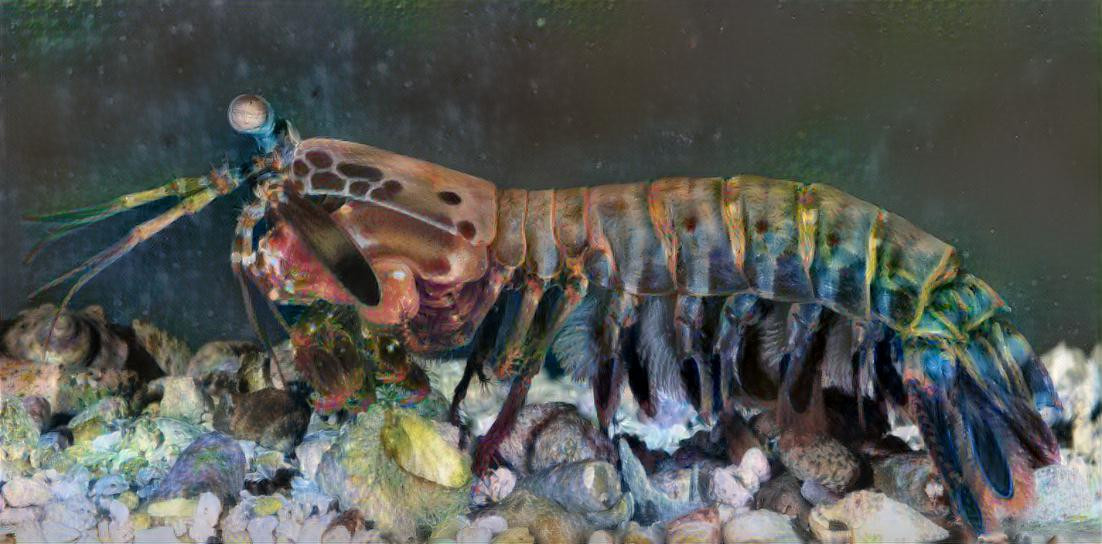 Mantis shrimp delight