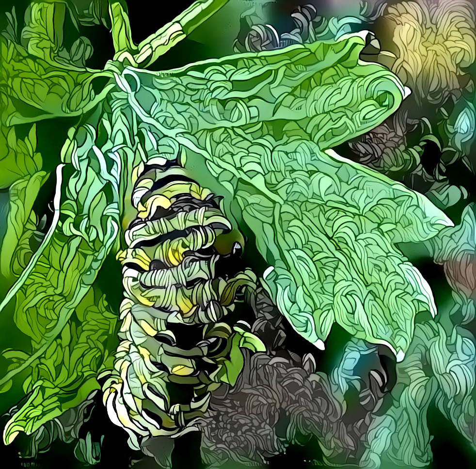 Parsley Worm (Swallowtail Butterfly)