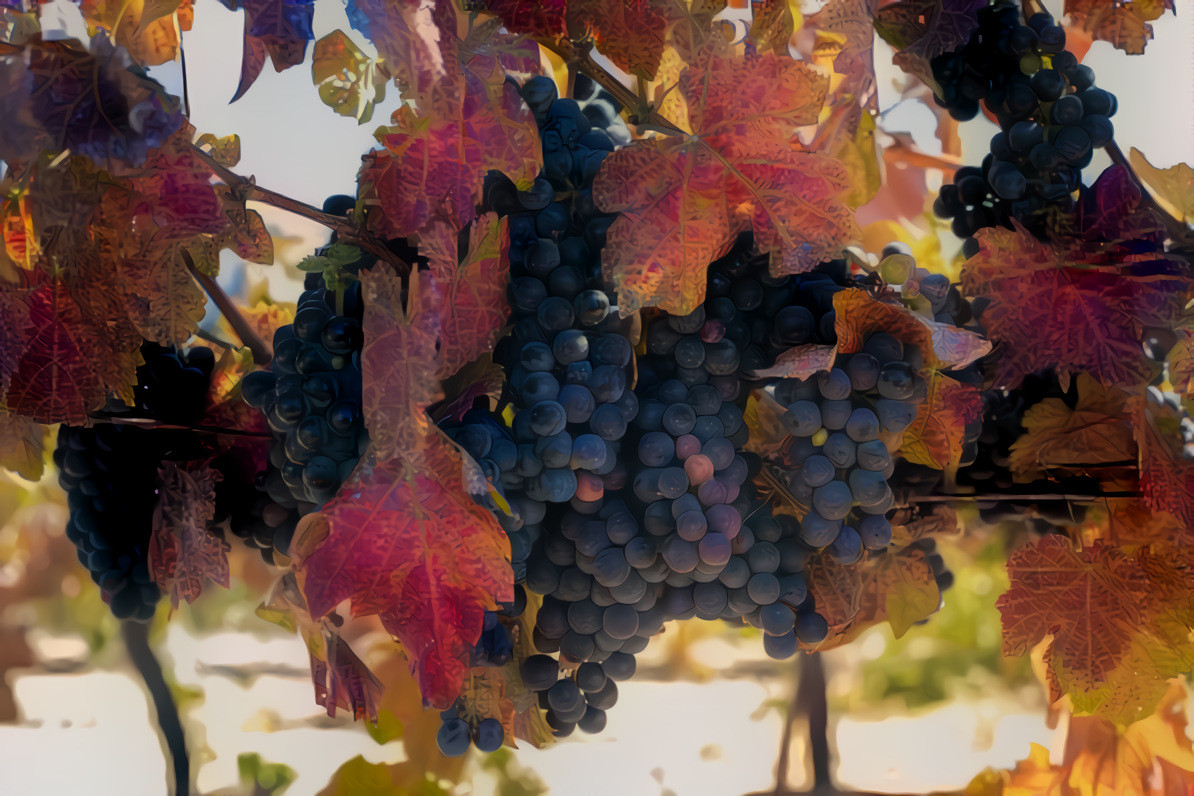 Autumn Vineyard. Source photo by Jason Leyung on Unsplash.