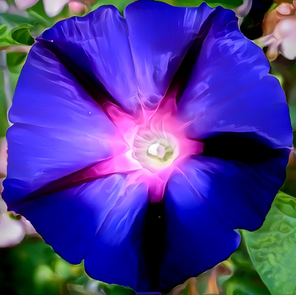Morning Glory. Source is my own photo.