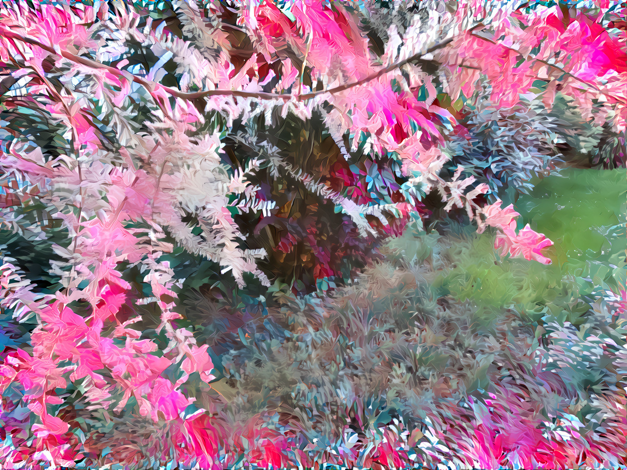 feathery pink tamarisk branches 