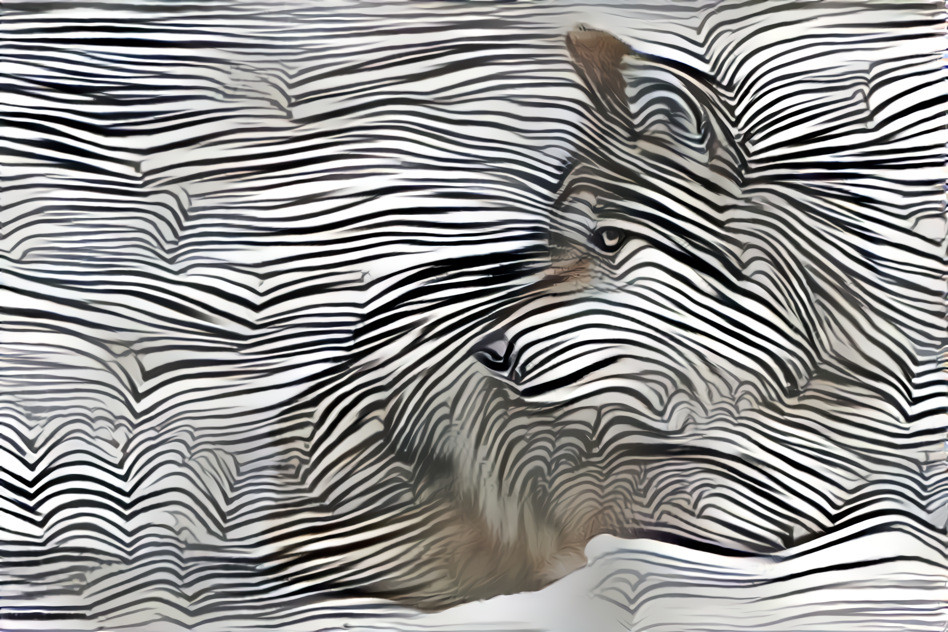 Striped Wolf