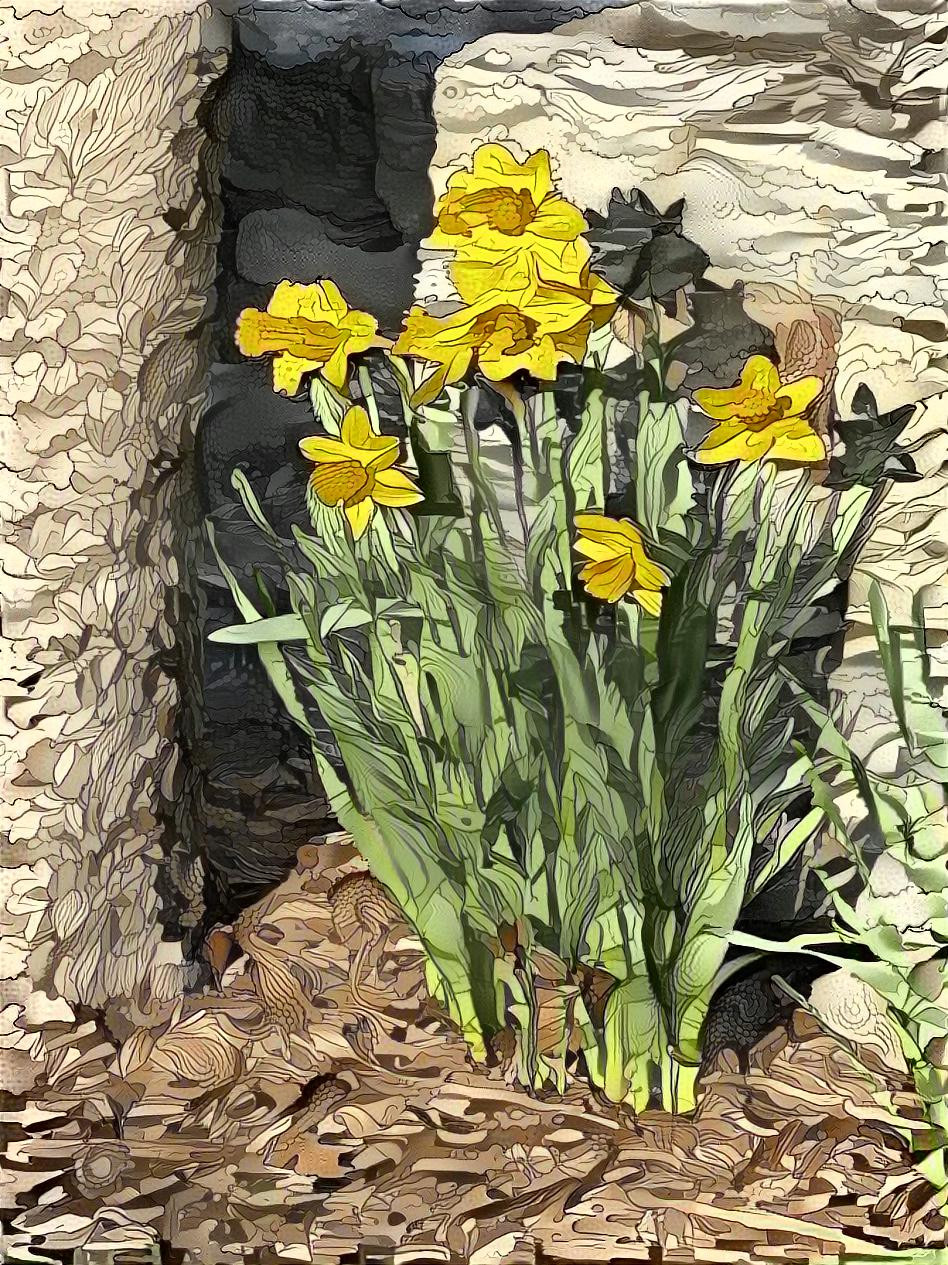 Daffodils Are in Bloom
