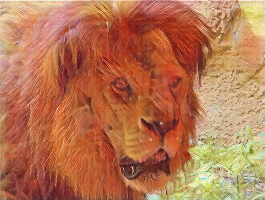 Lion up close!