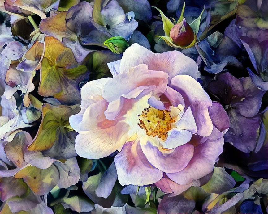 Rose between hydrangea 