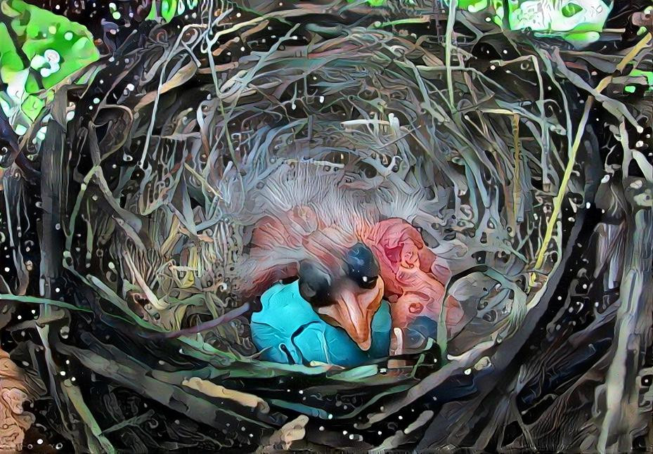 Newly Hatched, Baby Robin - Waiting for Mother