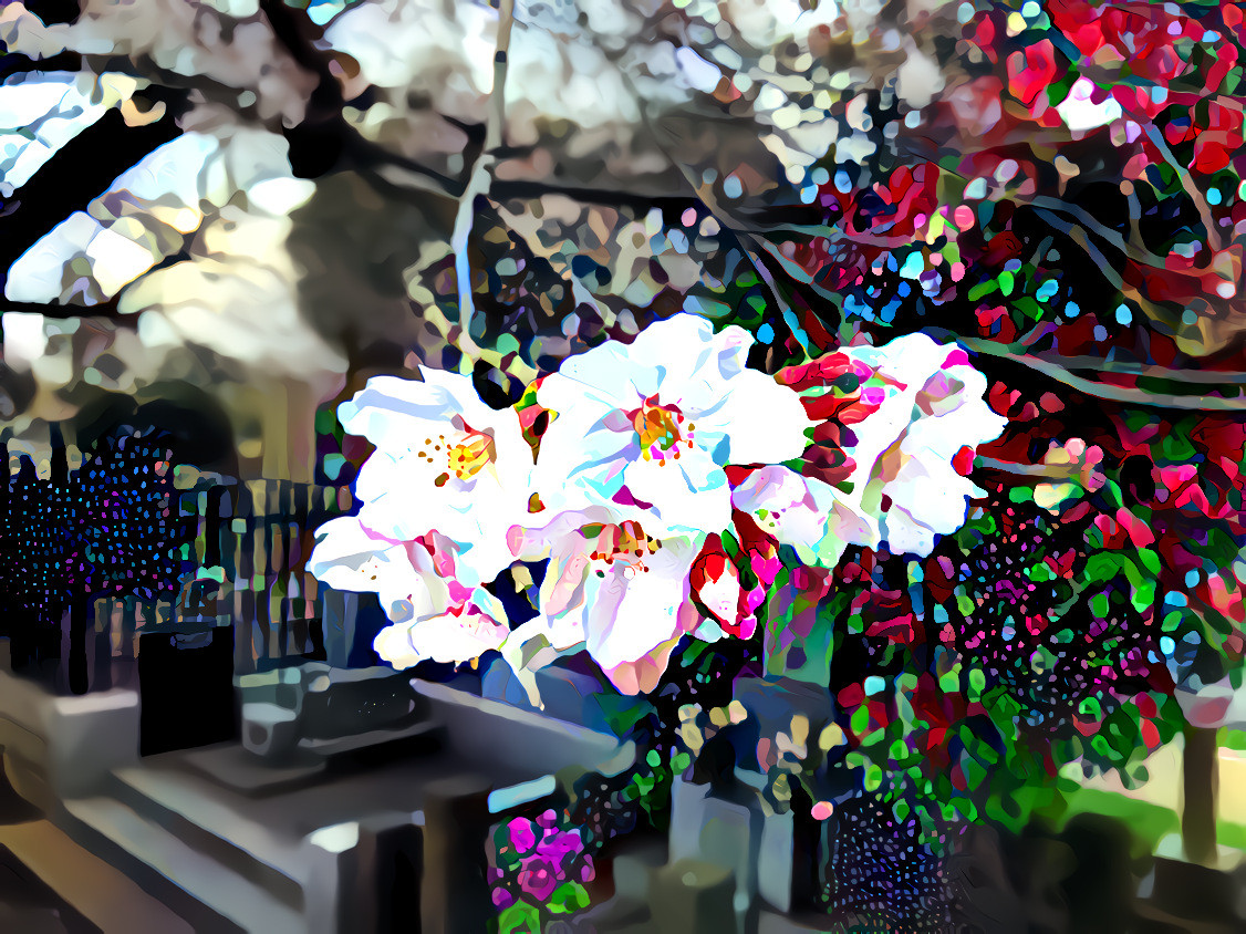 Cherry blossoms, Aoyama Cemetery, Tokyo
