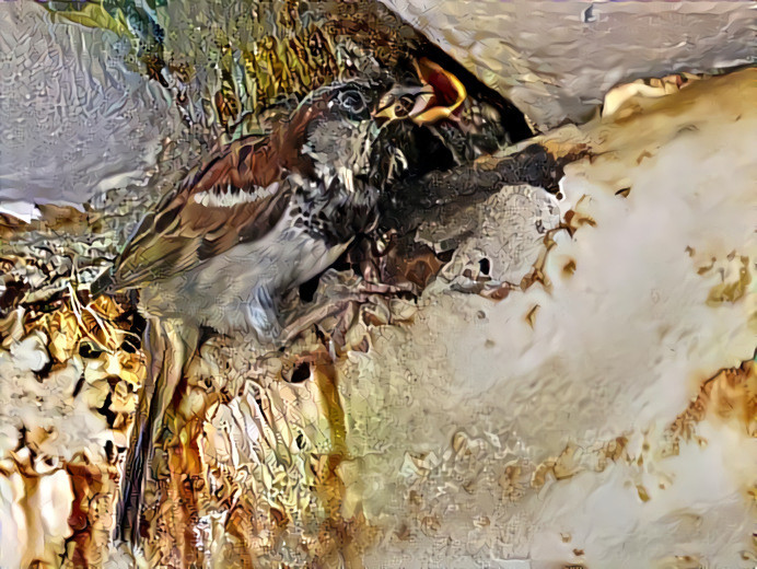 House Sparrow Feeding Chick