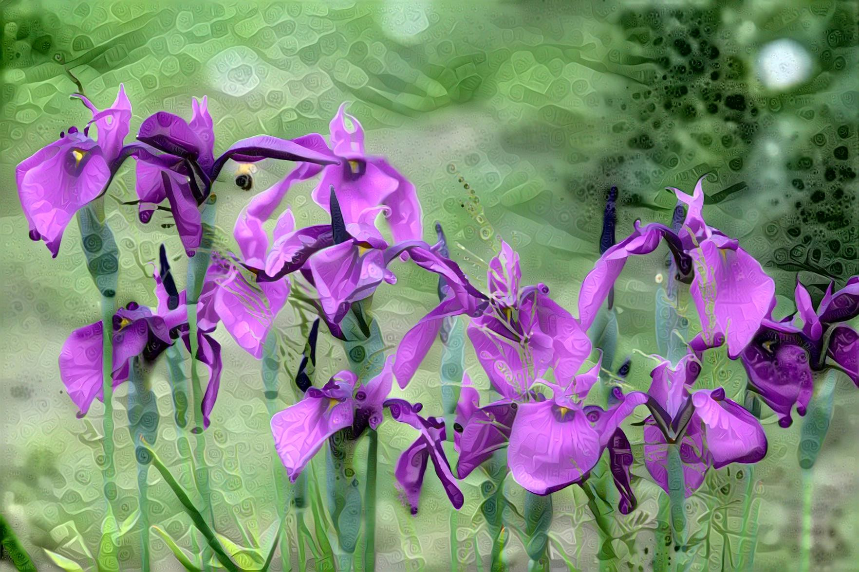 Purple Iris Garden