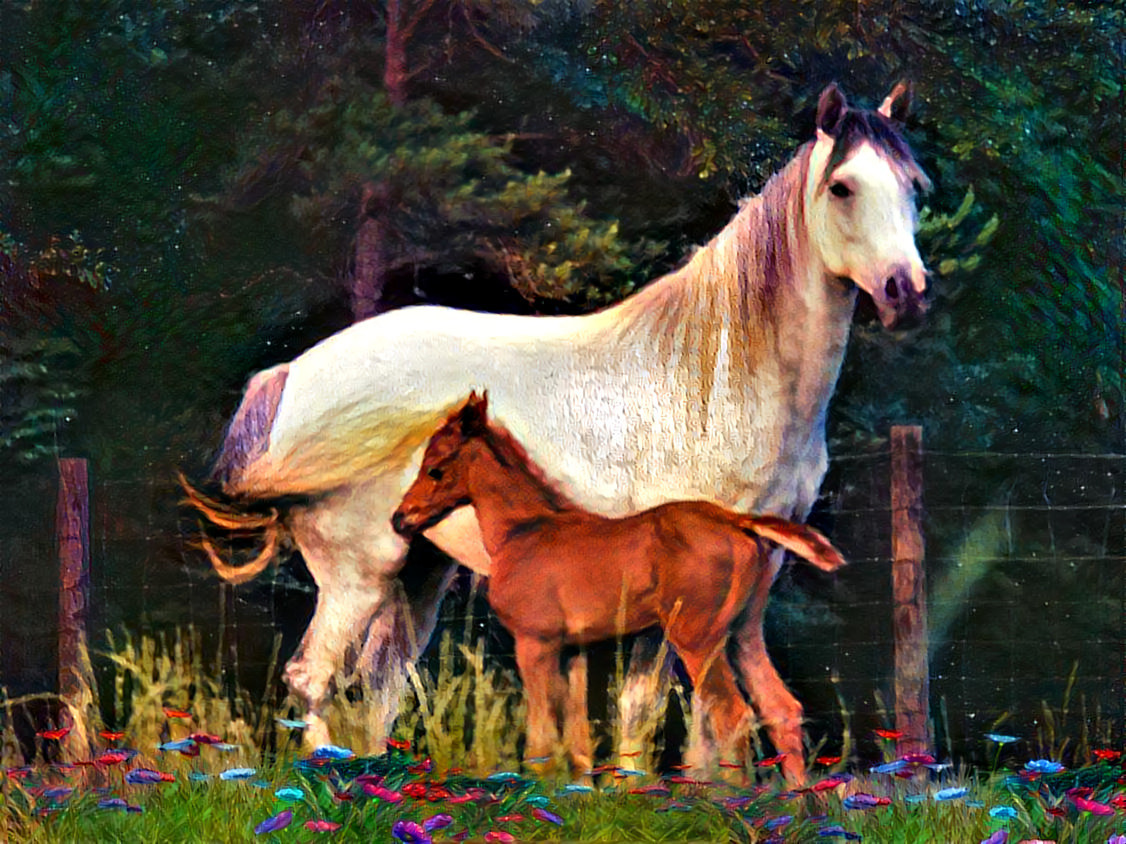A lovely grey Arabian Mare always on alert with her foal by ‘The Mandate' at her side. The original photo is a scanned 35mm film pic that I took ~ 25 years ago. I added the flowers in the foreground and did prior editing in Photoshop and PicsArt.
