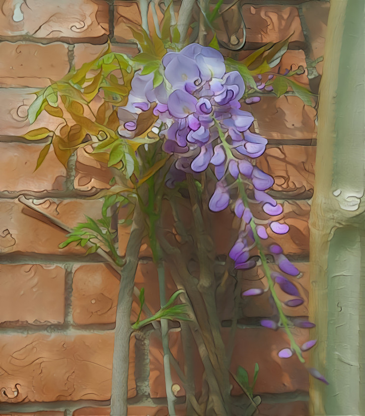First wisteria of the year