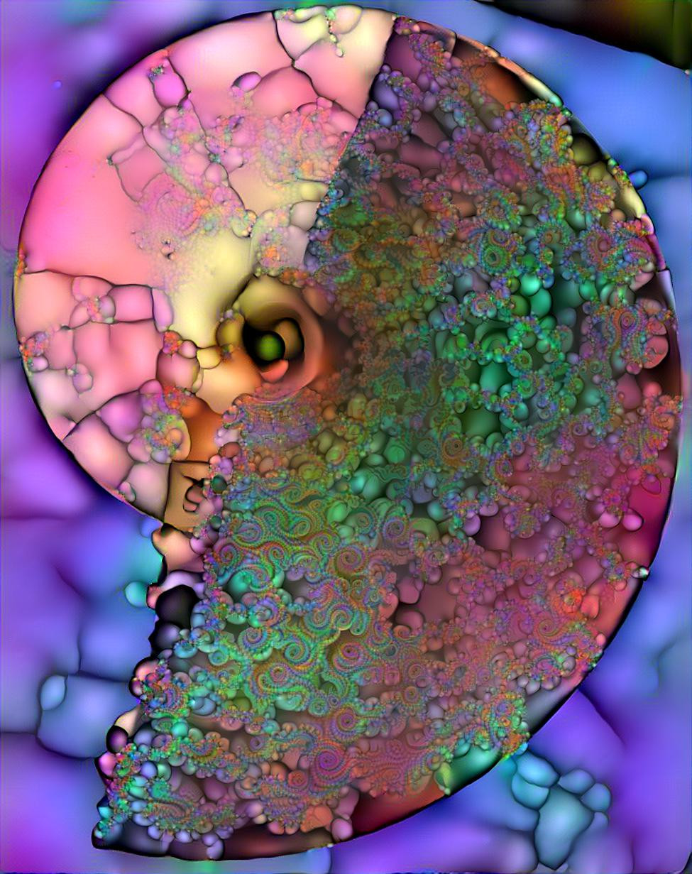 Ammonit V