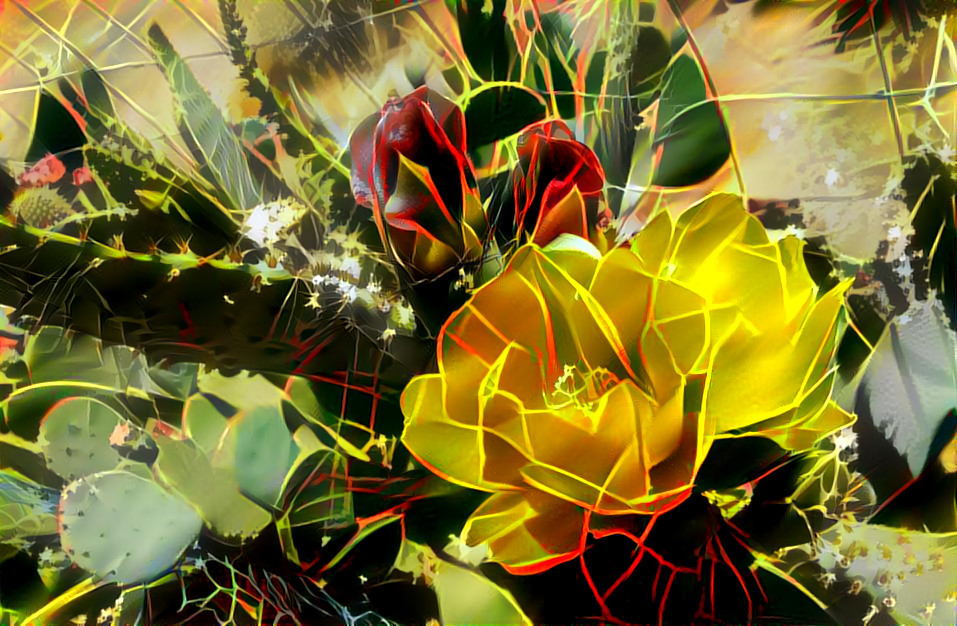 Red, Orange and Yellow Flowers on One Cactus.