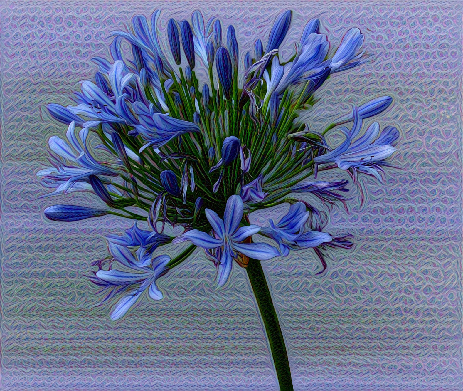 African Lily of the Valley