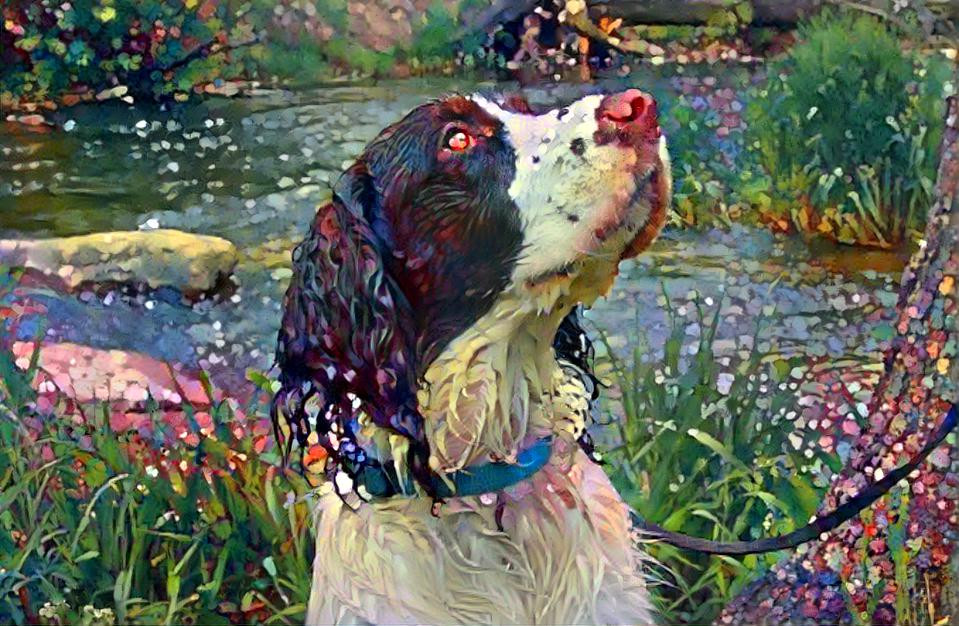 Spaniel by the water