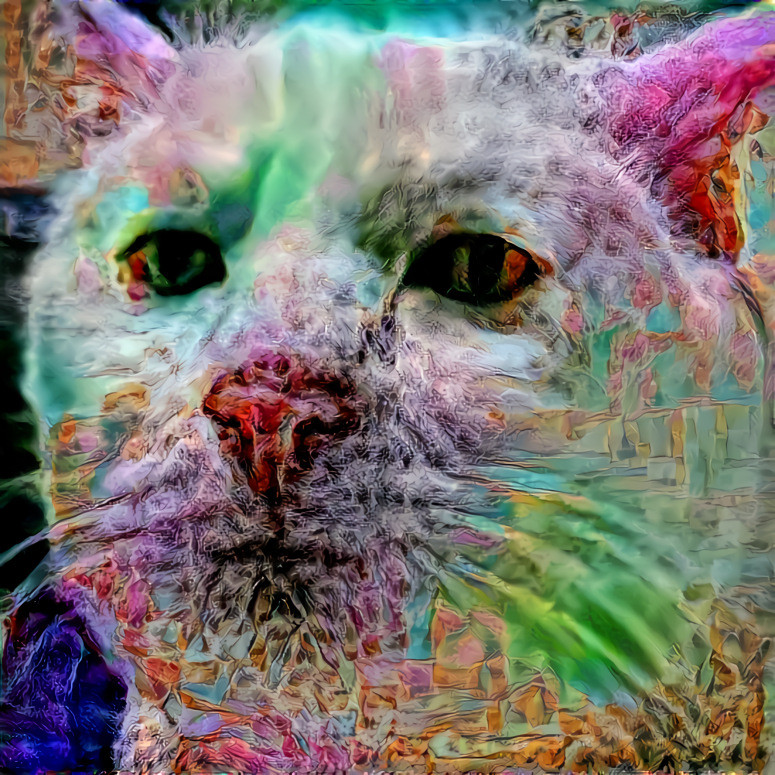 Cat 6