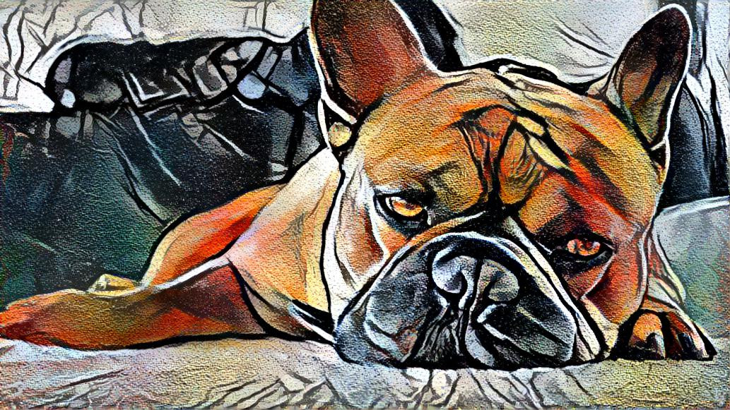 French Bulldog, tired