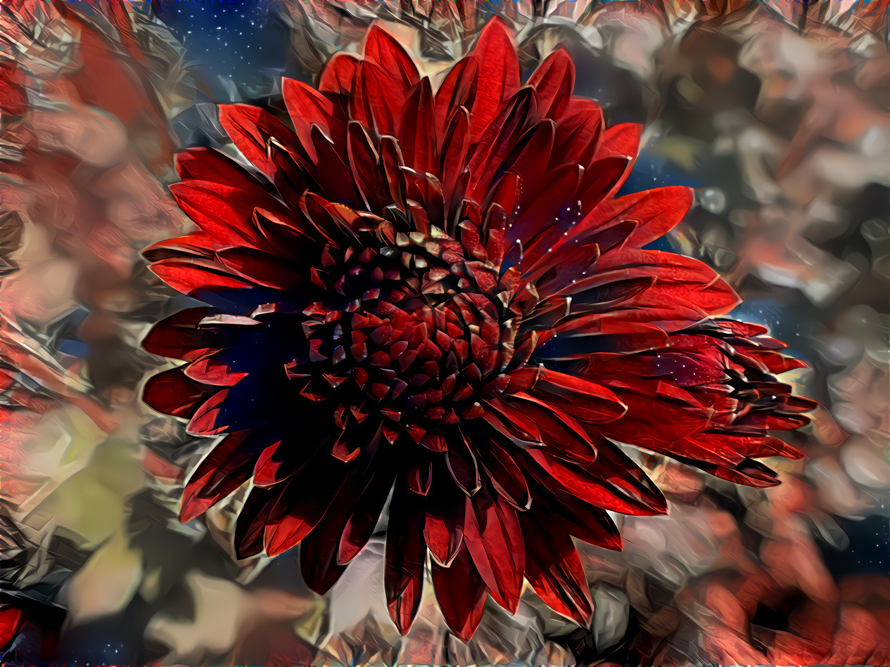 Chrysanthemum 7 mutagen65d998a9924c4d390441_09_48182917531_o