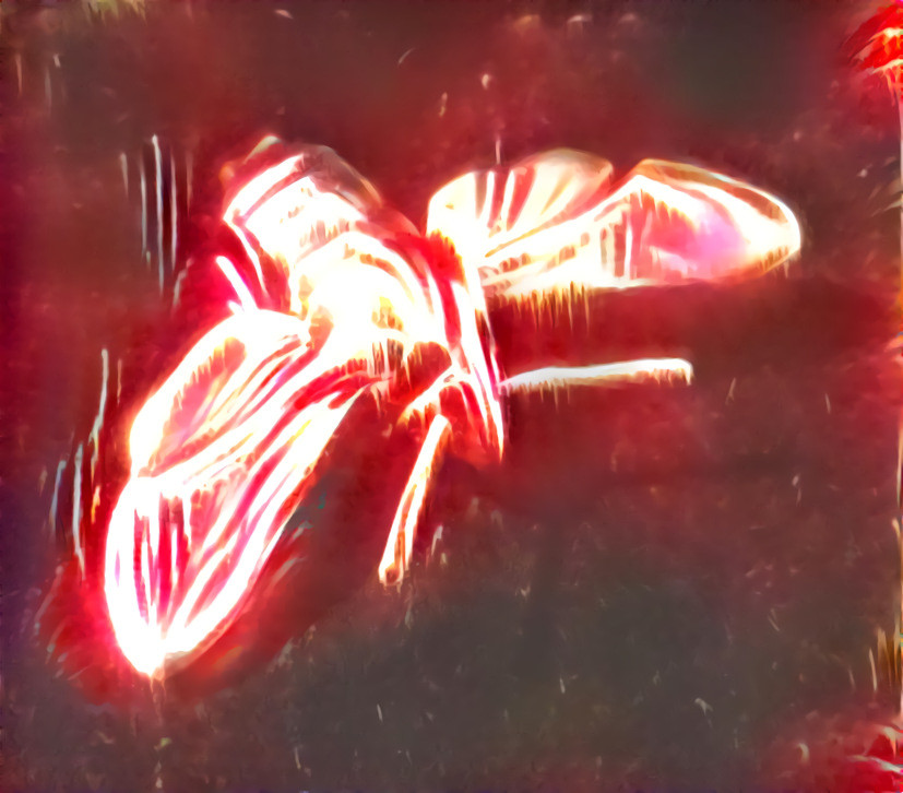 Firework Moth