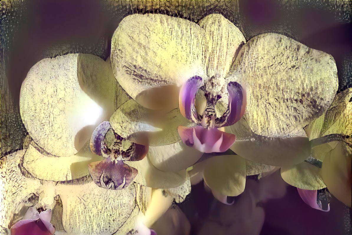 Orchid 31 FractView 22