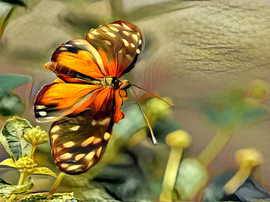 Beauty in a Butterfly