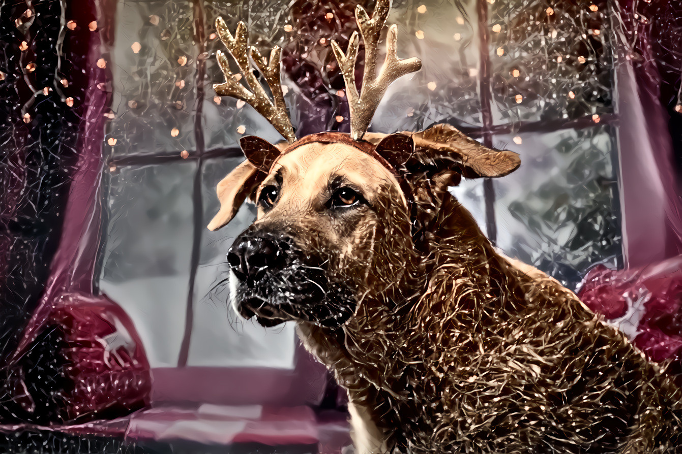 Merry Christmas! DDG Xmas Pets #DDGchallenge  ‘Deep Dreamers’ Facebook group