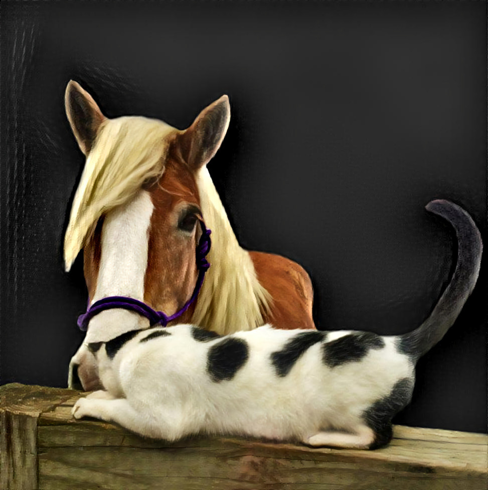 My Haflinger mare Bella and a catto. Haffie Caturday!