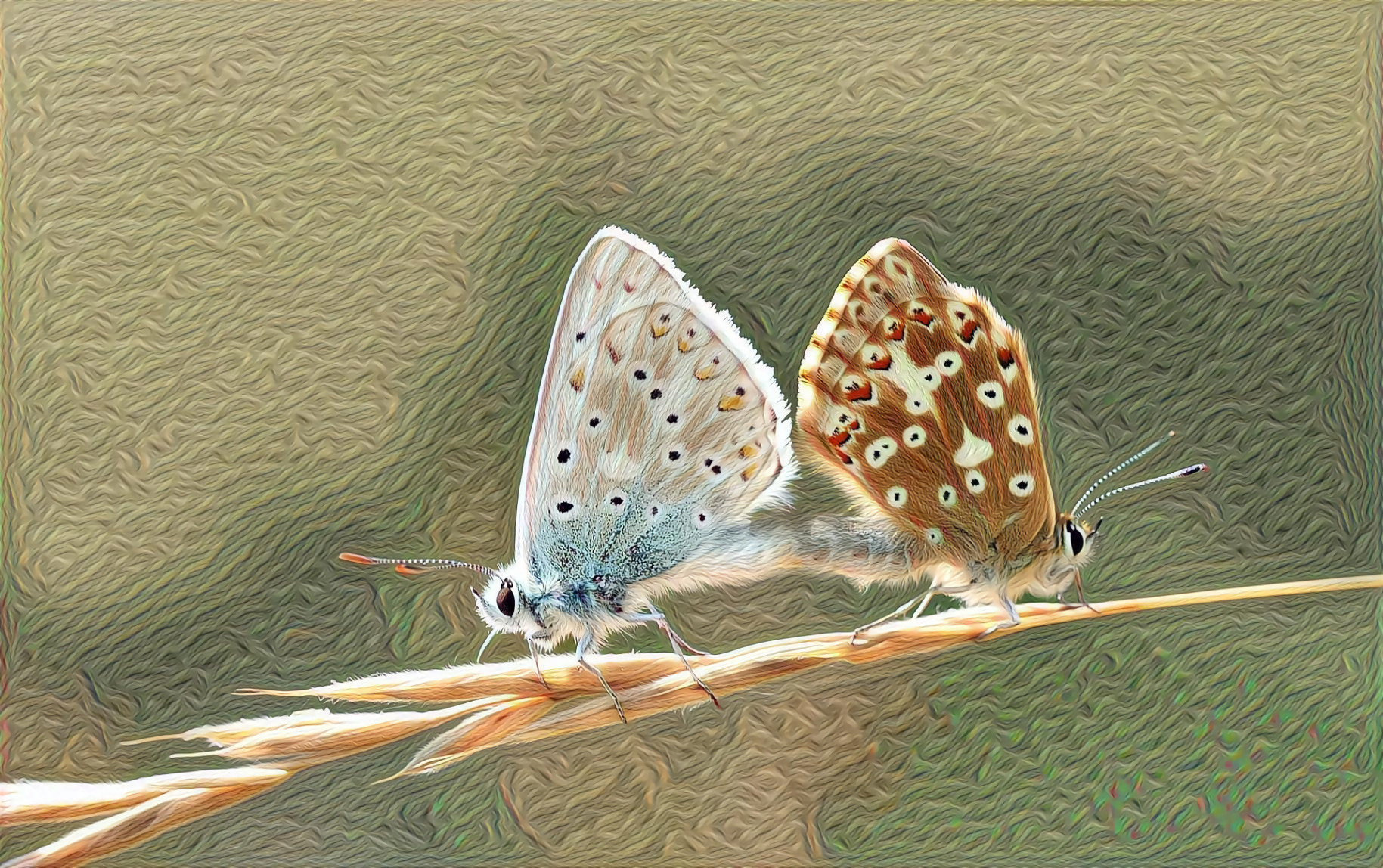 Silver Green Large Blue Pairing Polyommatus Coridon