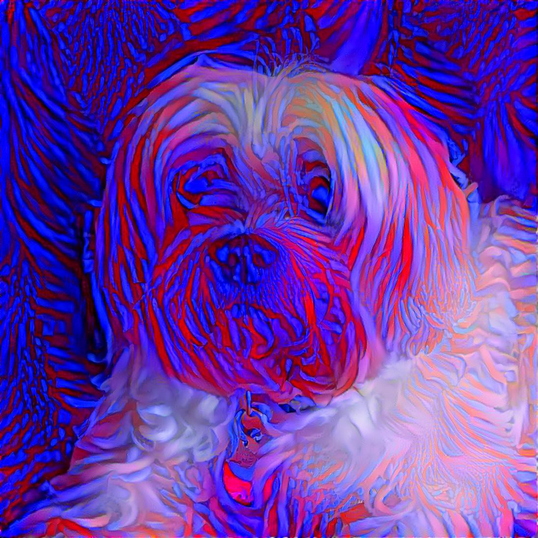 psychedelic dog