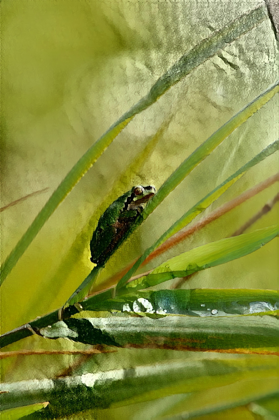 Frog in the Tall Grass