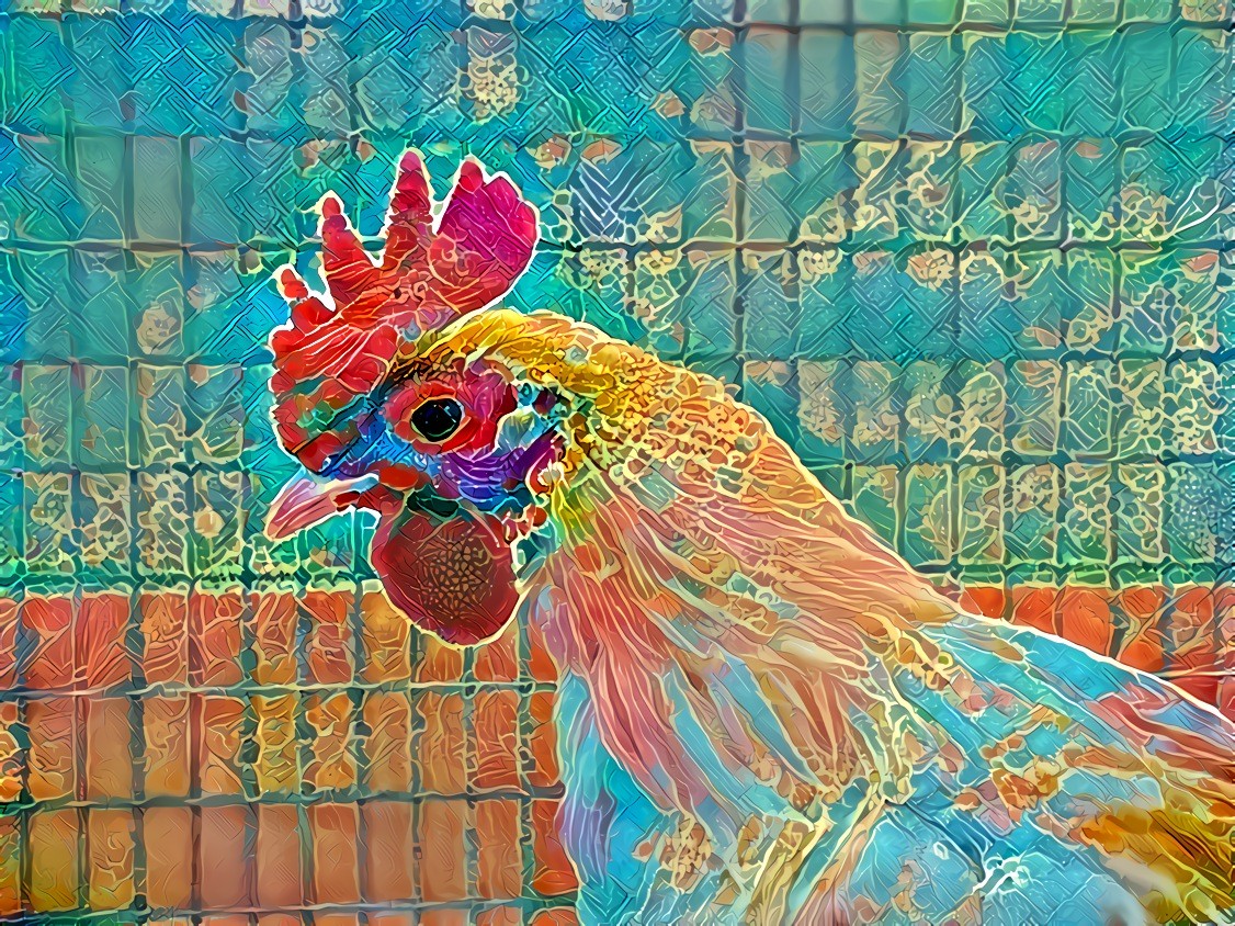 4H Chicken 1