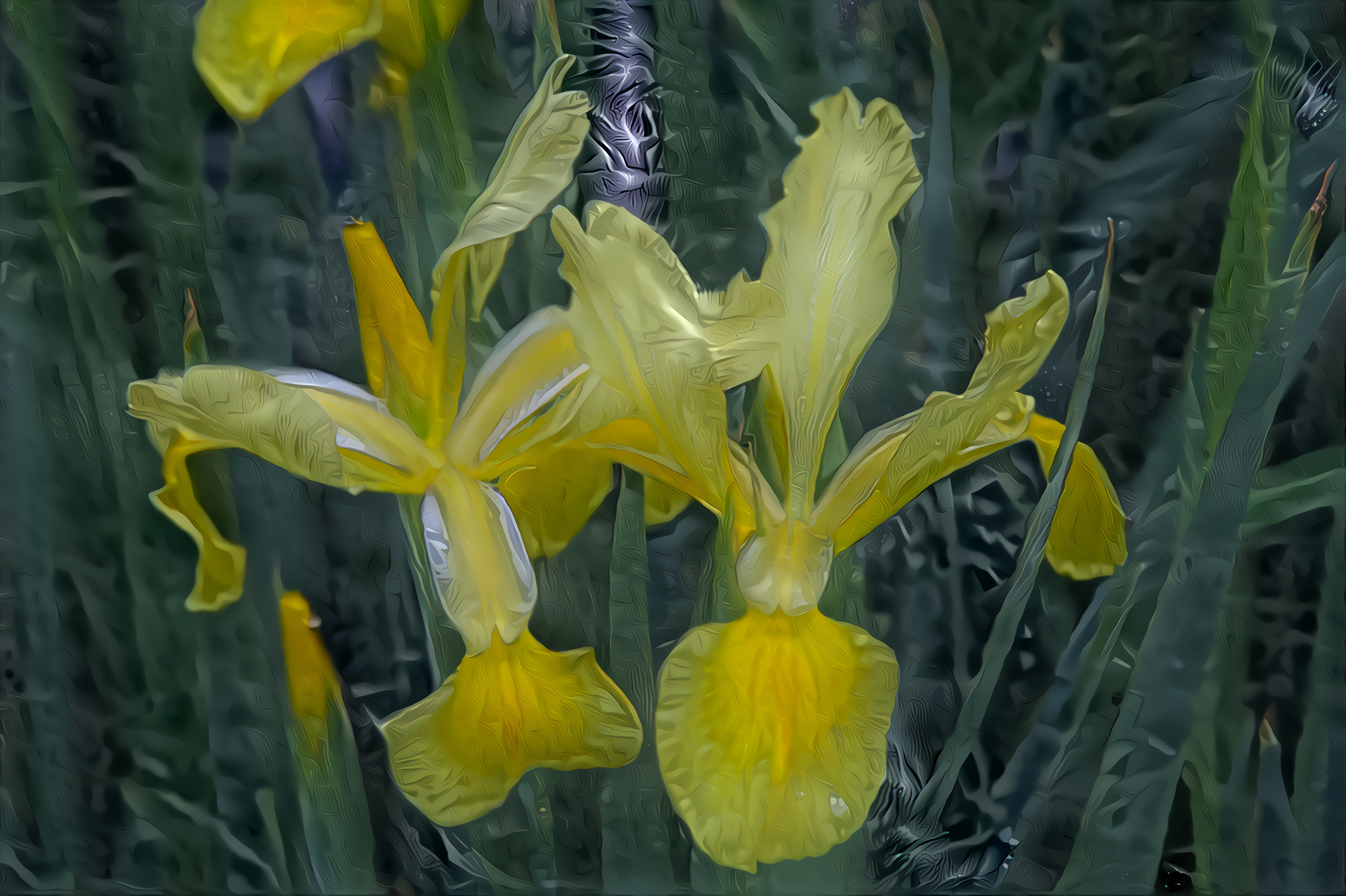 Yellow White Iris