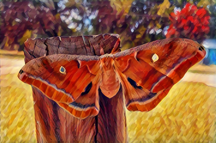 moth-ra