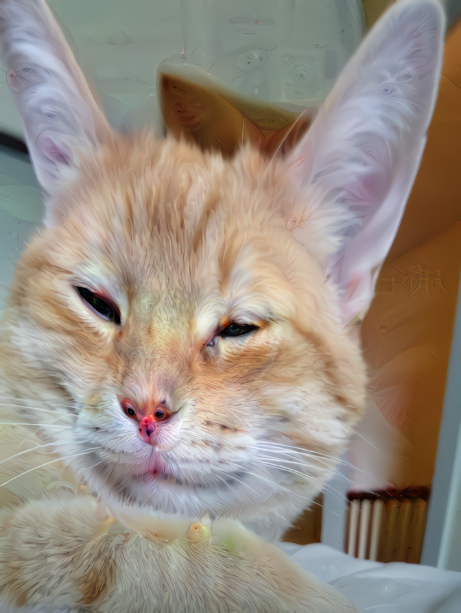 Ginger Cat Funny Ears