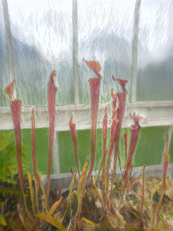 Unusual Window Plant