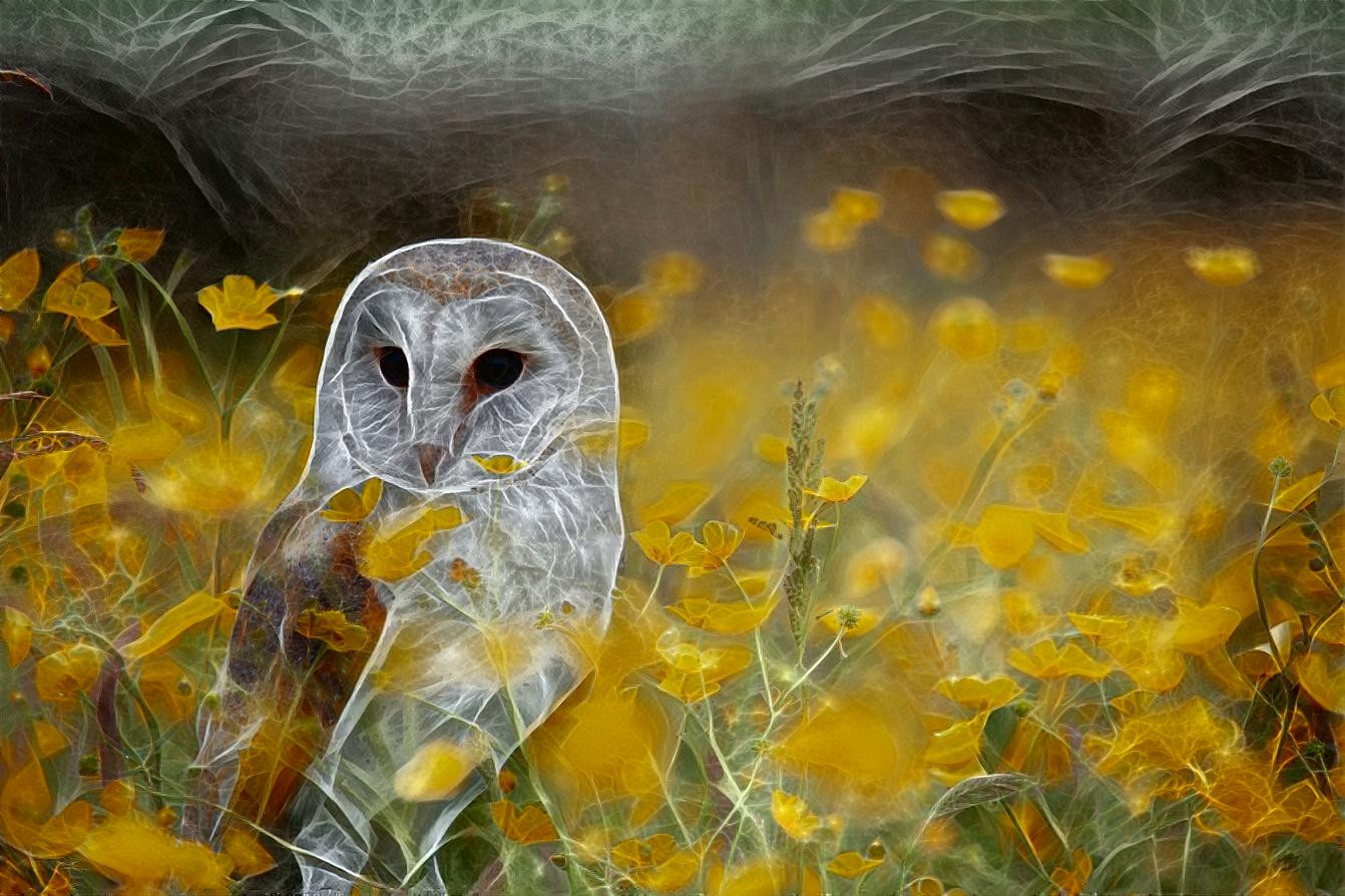 Owl, yellow field